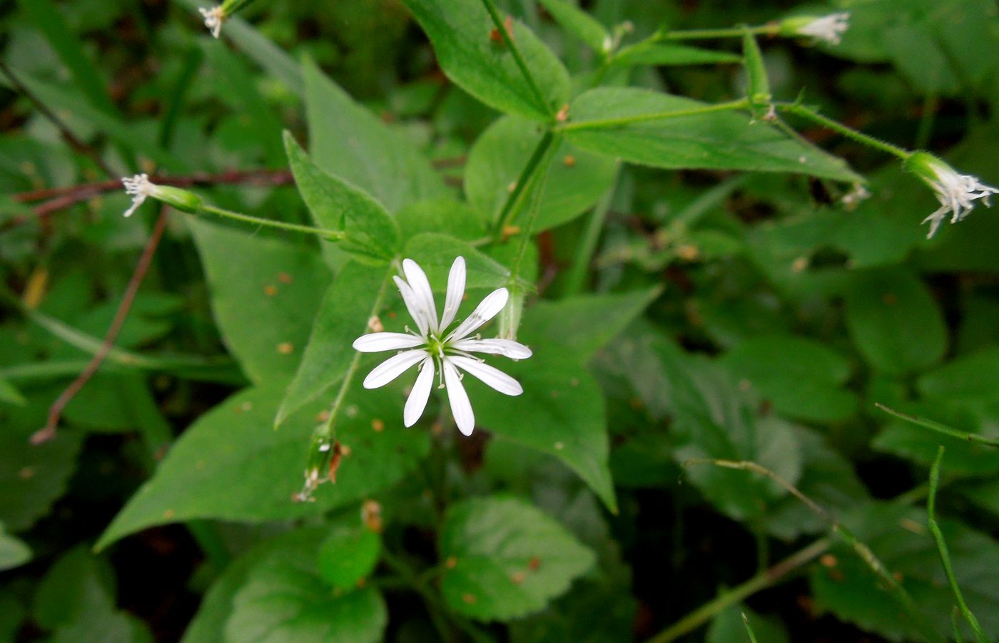 Изображение особи Stellaria nemorum.