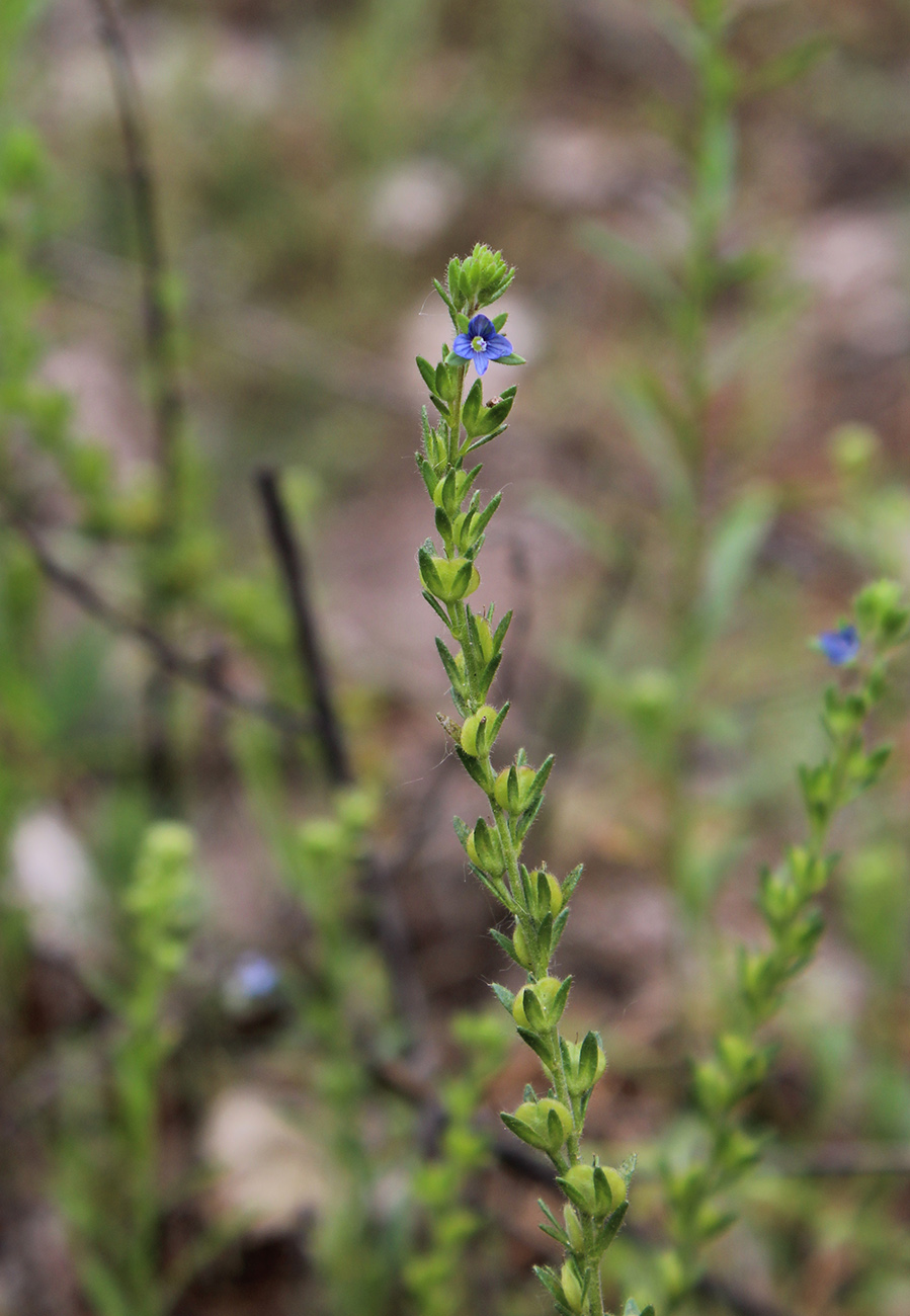 Image of Veronica dillenii specimen.