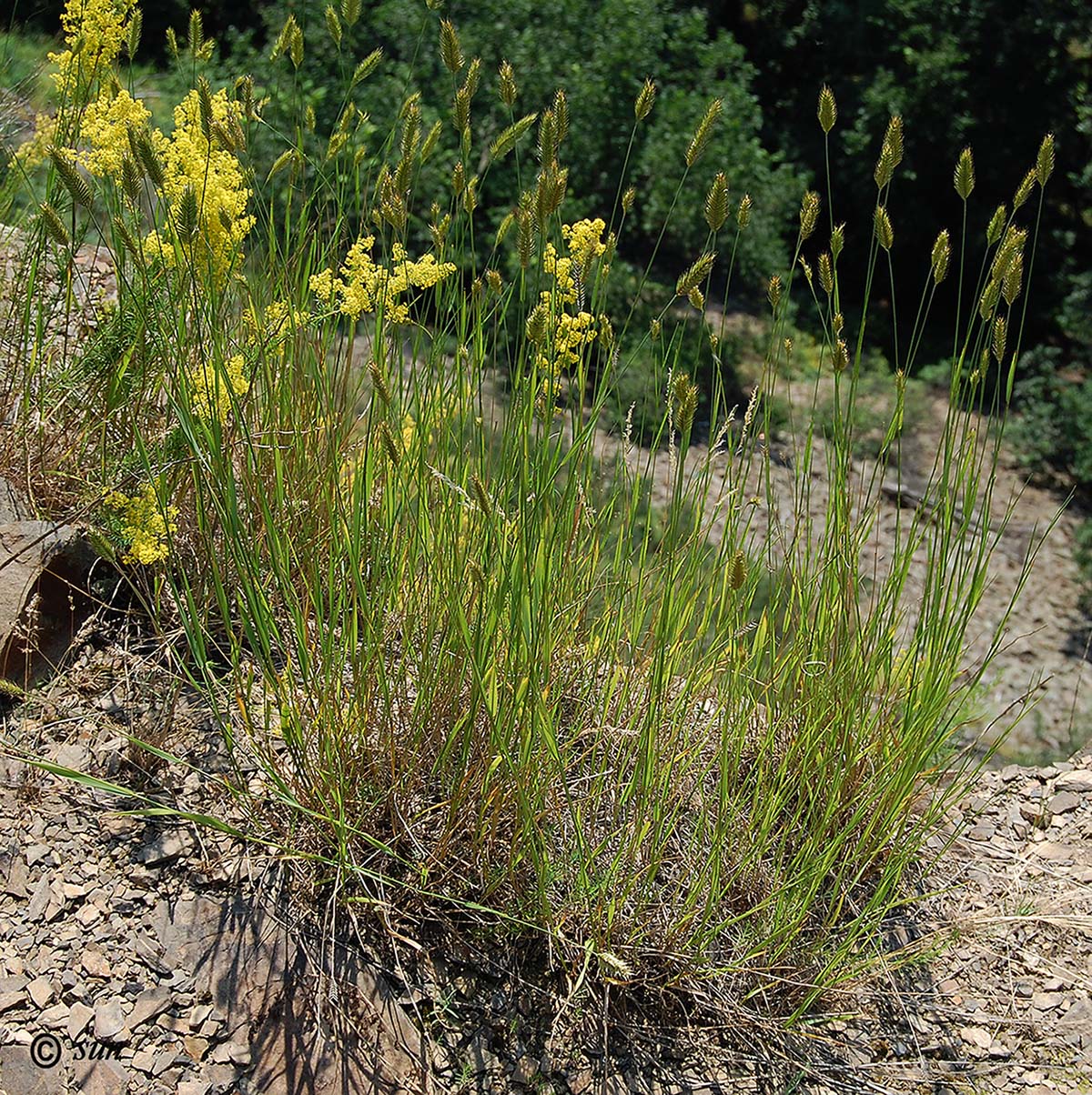 Image of Agropyron pectinatum specimen.