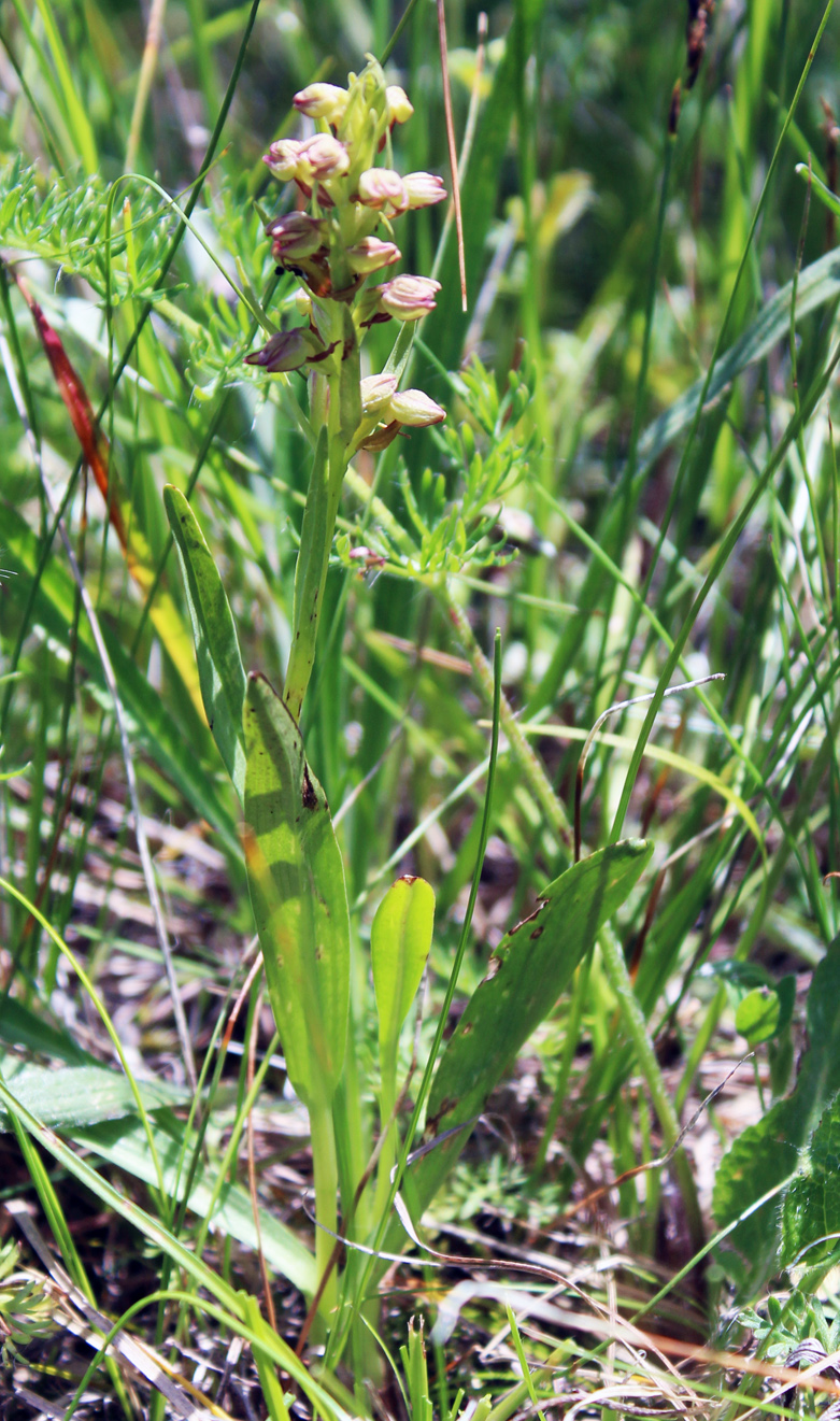 Image of Dactylorhiza viridis specimen.