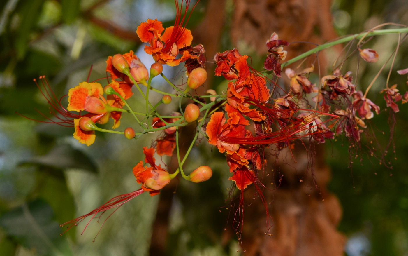 Image of Caesalpinia pulcherrima specimen.