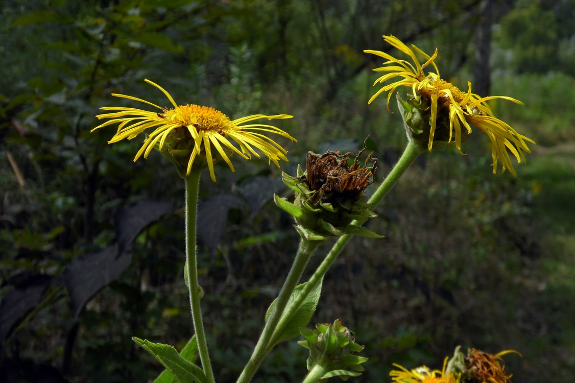 Изображение особи Inula helenium.