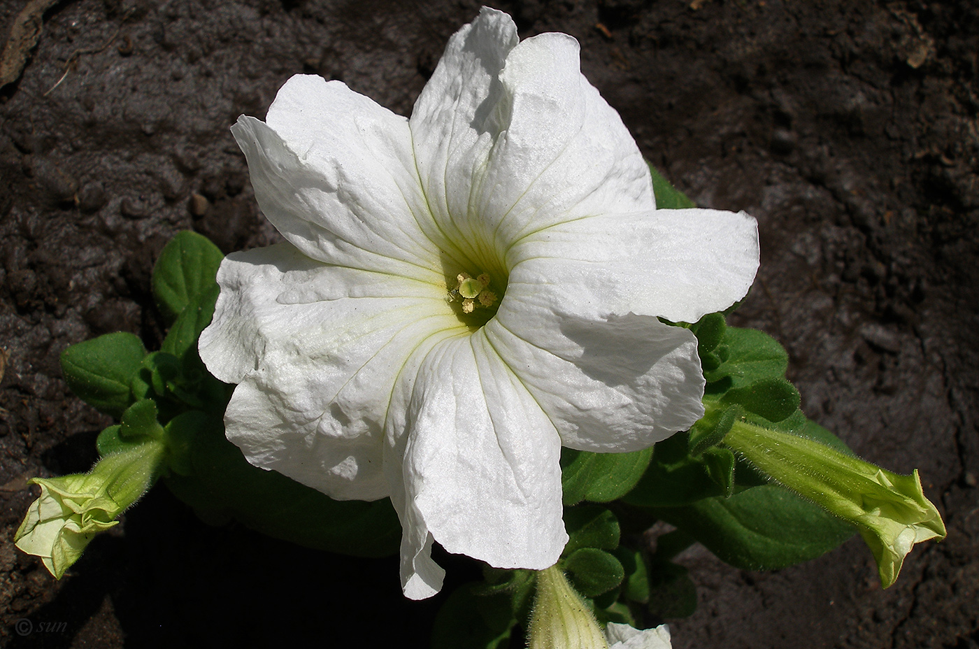 Image of Petunia &times; hybrida specimen.