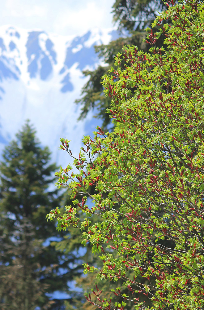 Image of Acer trautvetteri specimen.