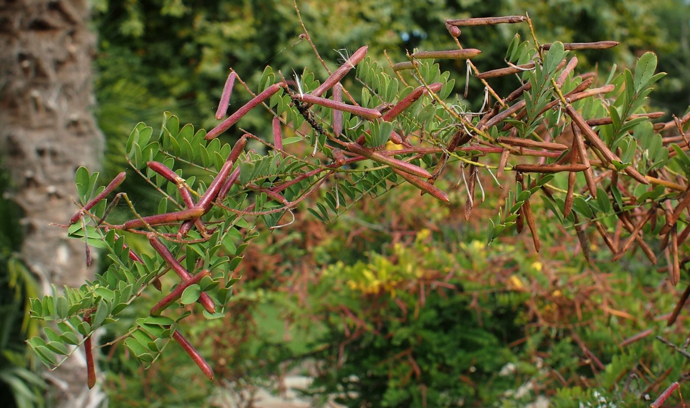 Image of Indigofera heterantha specimen.