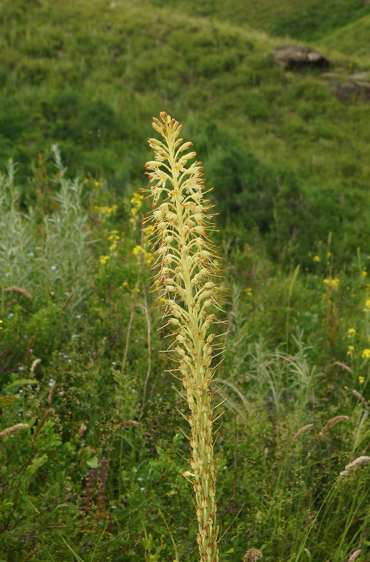 Image of Eremurus altaicus specimen.