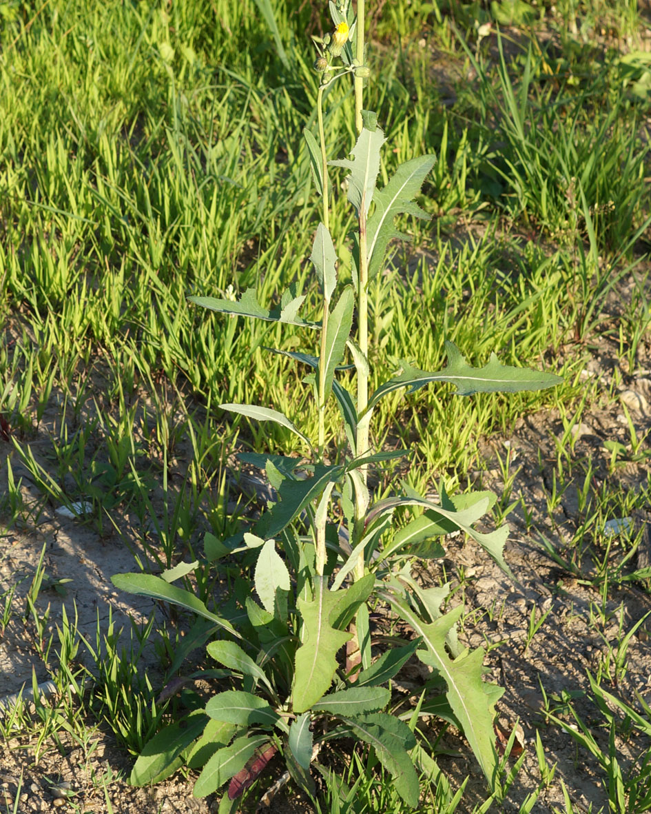 Изображение особи Sonchus arvensis.