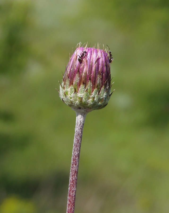 Изображение особи Jurinea arachnoidea.