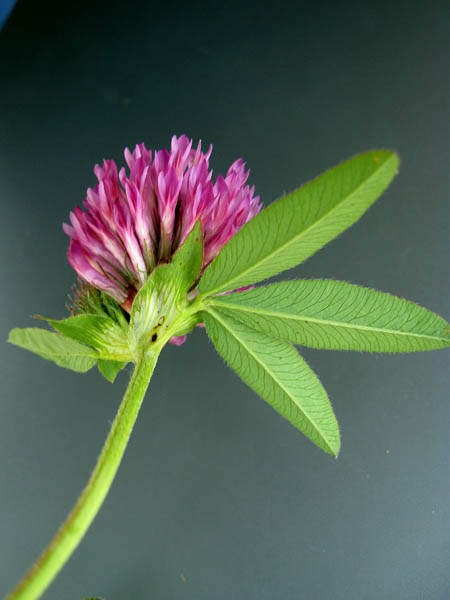 Изображение особи Trifolium medium.