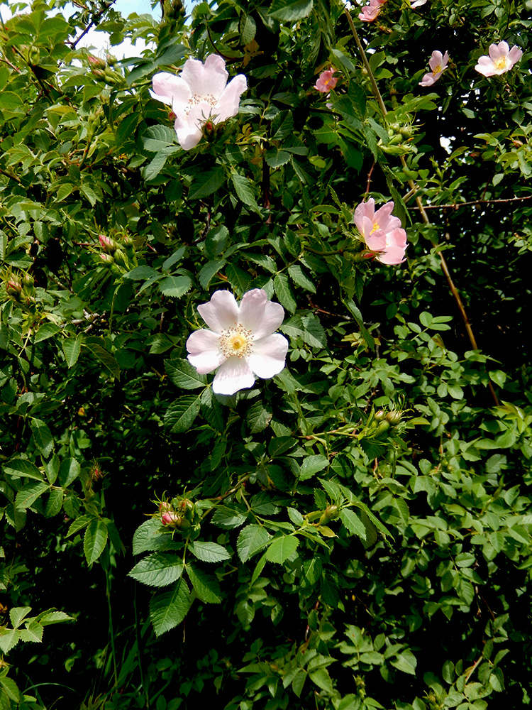 Image of Rosa corymbifera specimen.