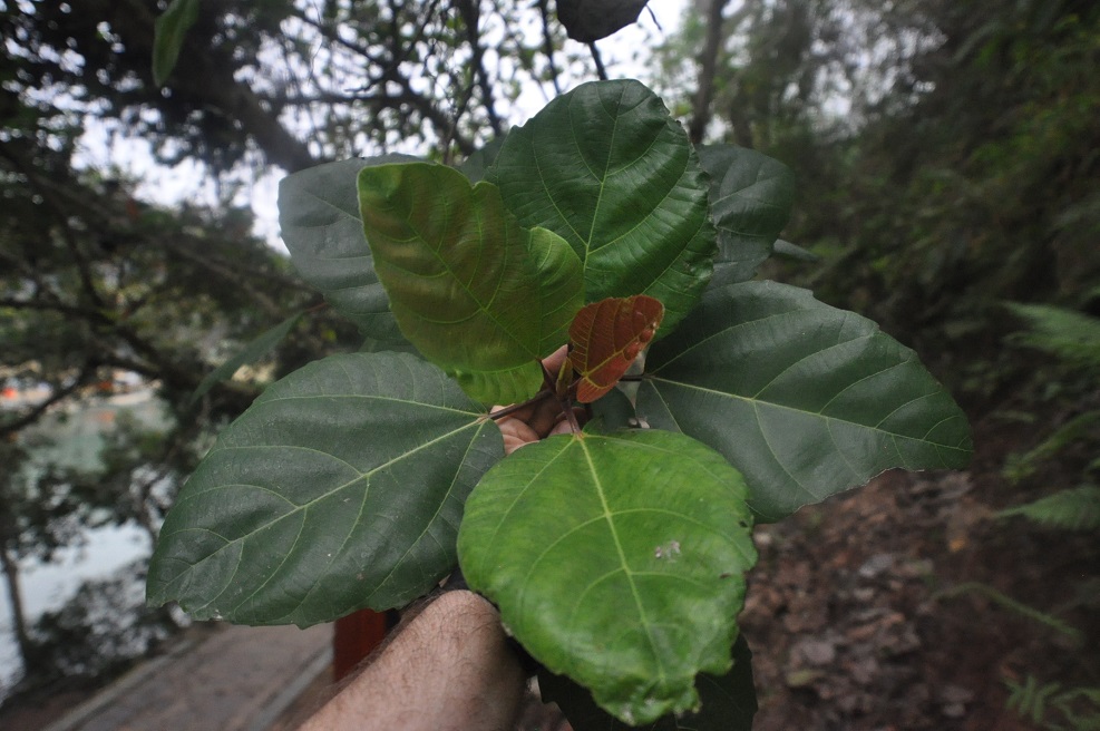 Image of genus Ficus specimen.