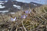 Crocus reticulatus