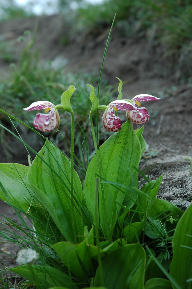 Image of Cypripedium guttatum specimen.