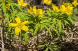 Anemone ranunculoides