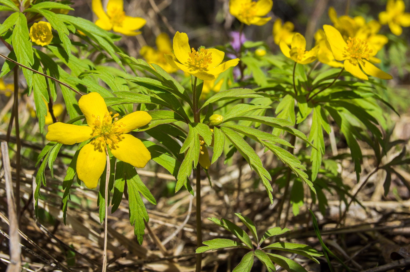 Image of Anemone ranunculoides specimen.