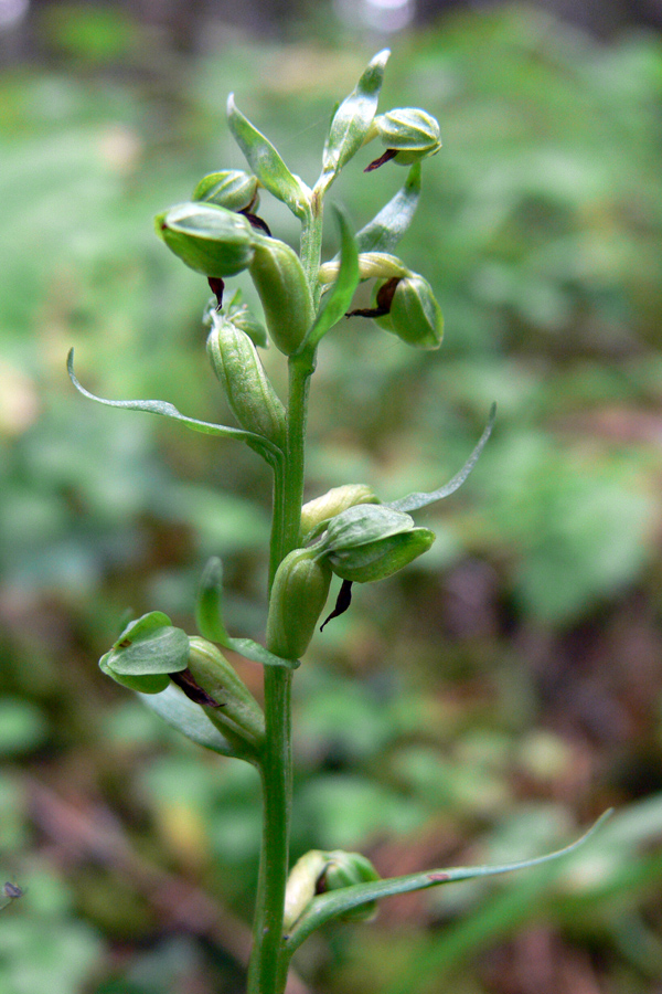 Image of Dactylorhiza viridis specimen.