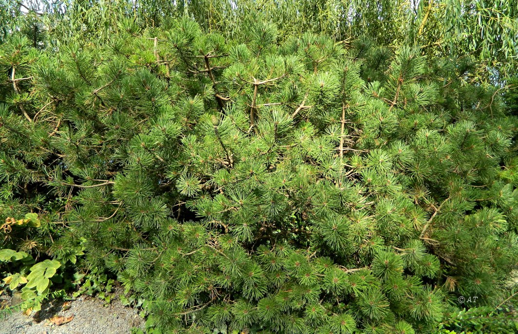 Image of Pinus mugo specimen.