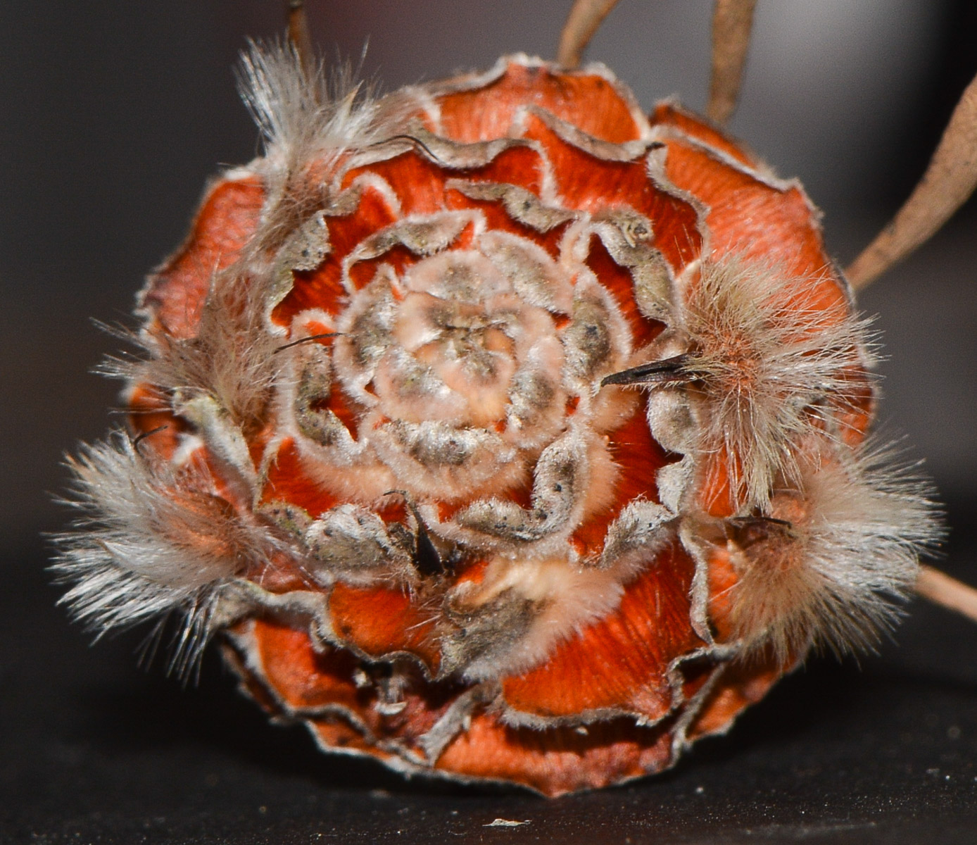 Изображение особи Leucadendron galpinii.