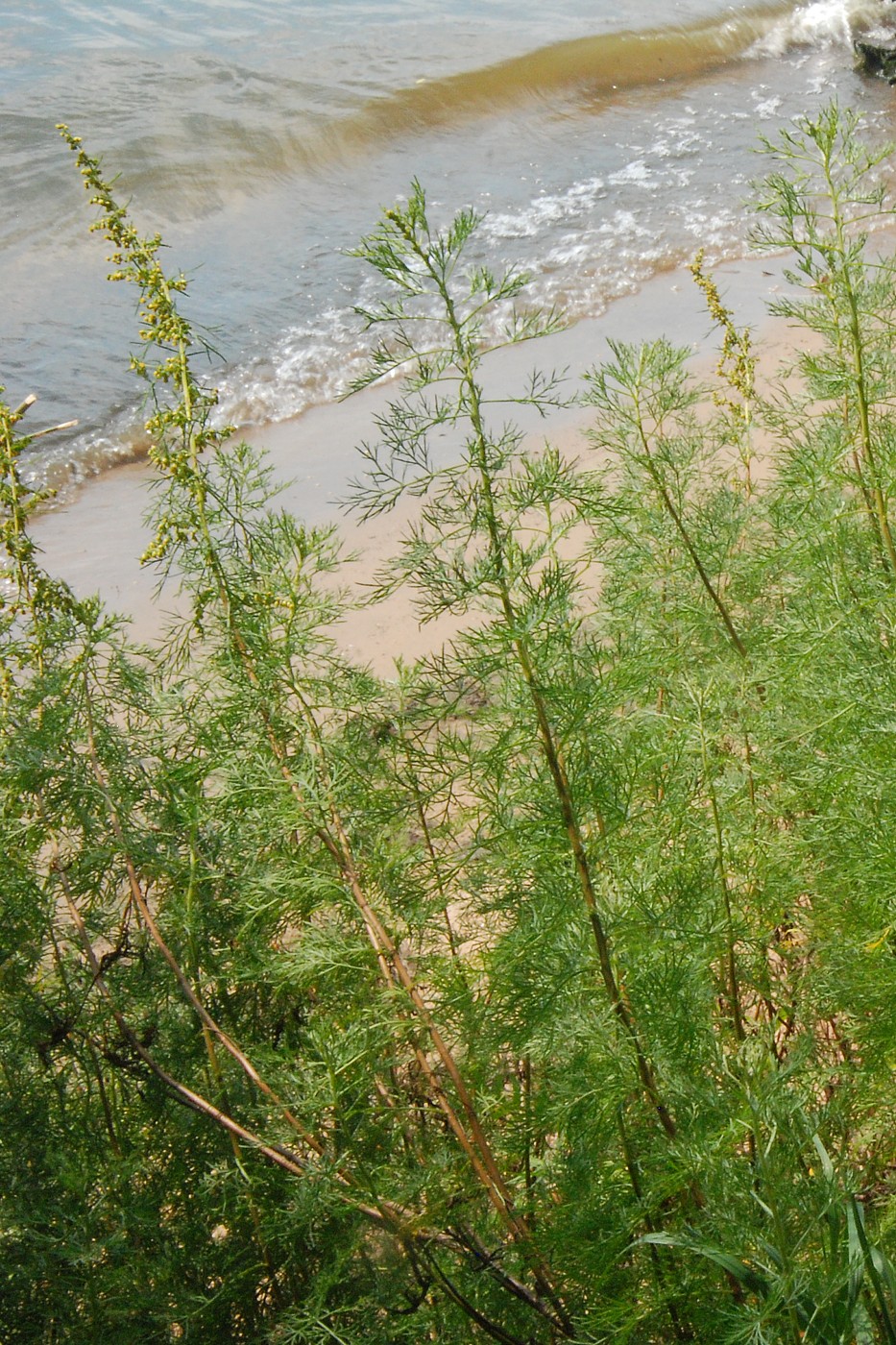 Image of Artemisia abrotanum specimen.