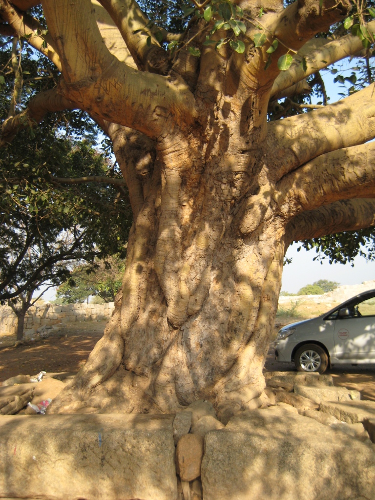 Image of genus Ficus specimen.