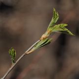 Ribes alpinum