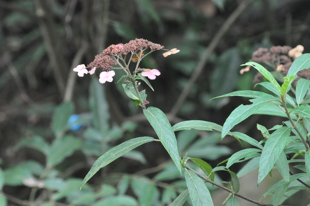 Image of genus Hydrangea specimen.