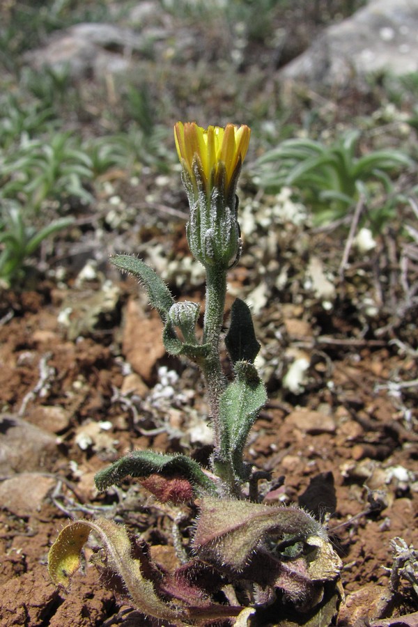 Image of Picris pauciflora specimen.