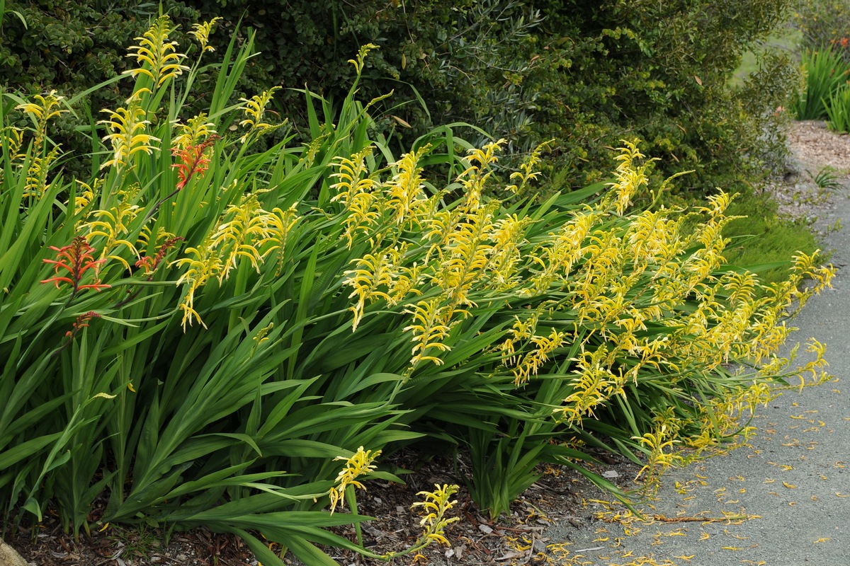 Image of Chasmanthe floribunda specimen.