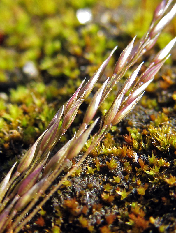 Image of Agrostis clavata specimen.