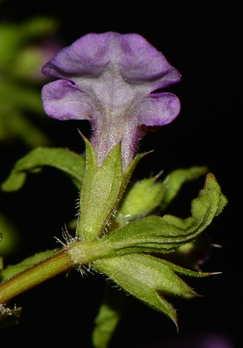 Изображение особи Stachys neurocalycina.