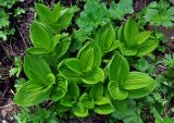 Veratrum lobelianum. Вегетирующие растения. Адыгея, Фишт-Оштеновский массив, верховья р. Белая, ≈ 1700 м н.у.м., субальпийский луг у верхней границы леса. 05.07.2017.