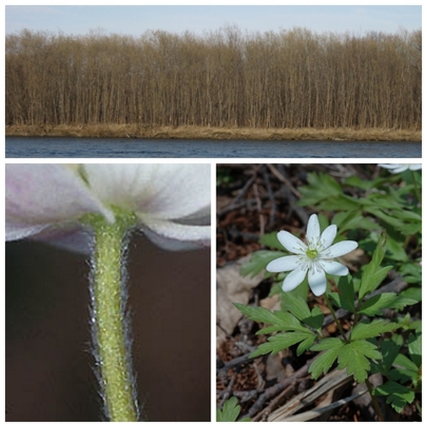 Изображение особи Anemone amurensis ssp. kamtschatica.