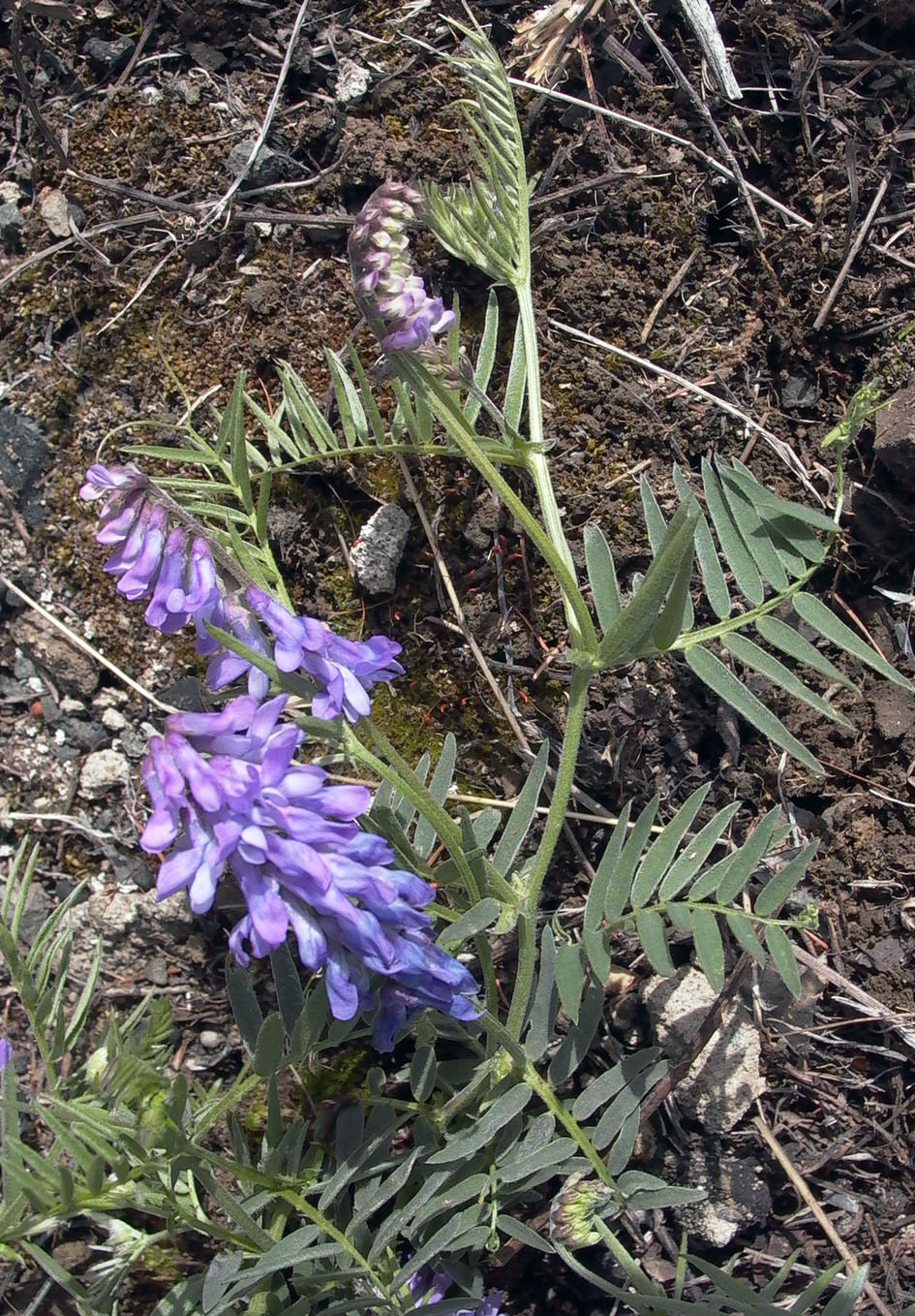 Image of Vicia cracca specimen.