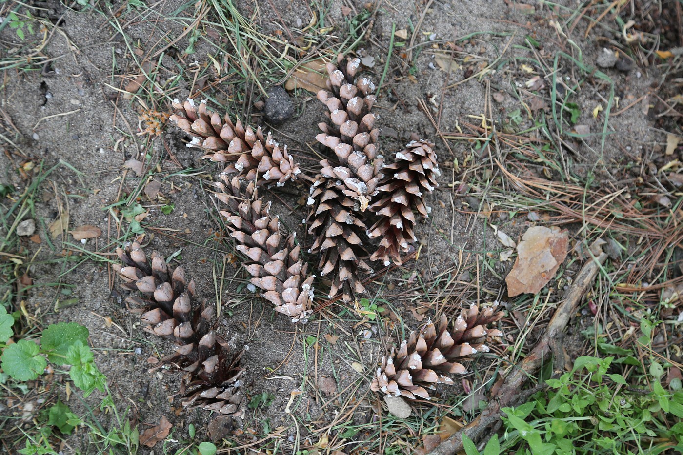 Image of Pinus strobus specimen.