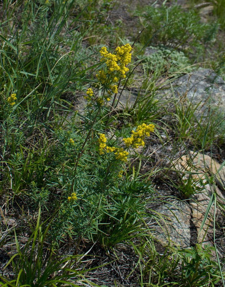 Image of Galium verum specimen.