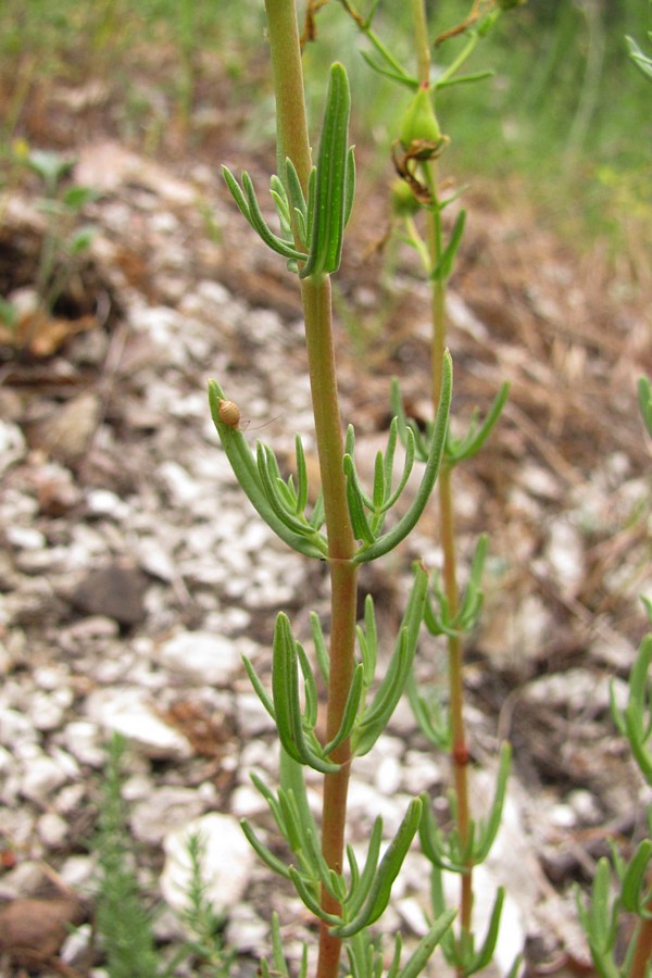 Image of Hypericum elongatum specimen.