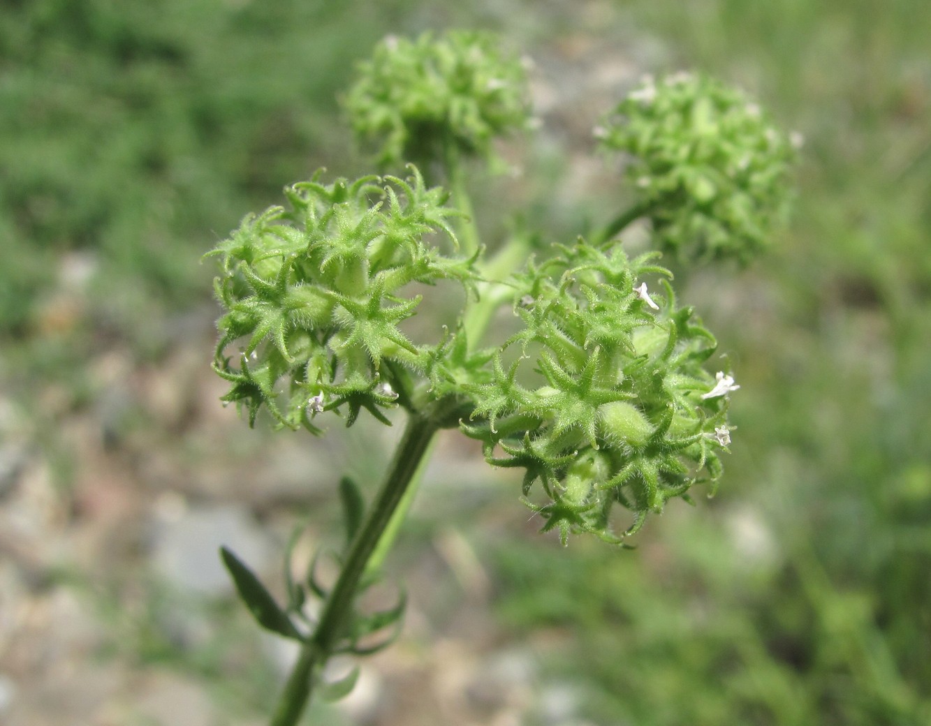 Изображение особи Valerianella uncinata.