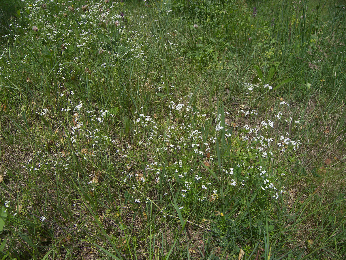 Image of Galium pseudorivale specimen.