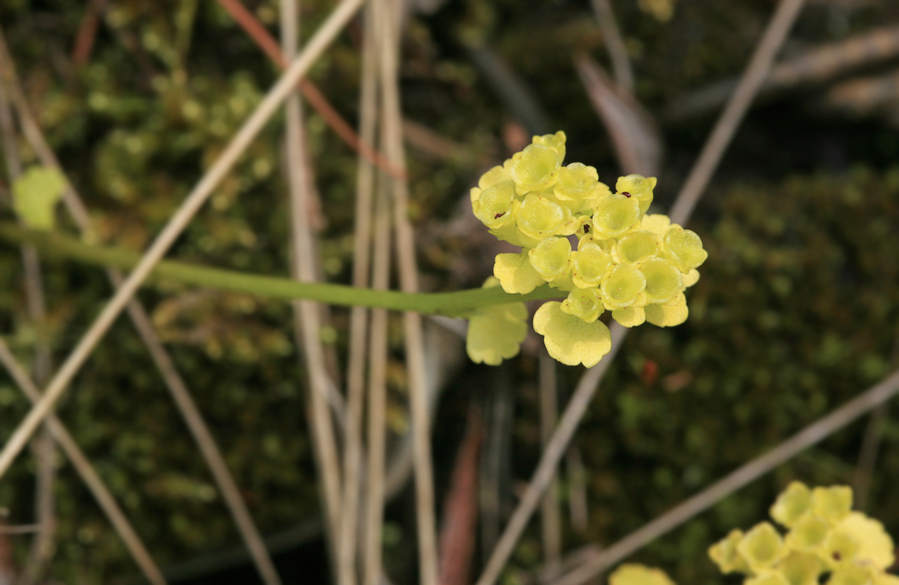 Изображение особи Chrysosplenium sibiricum.