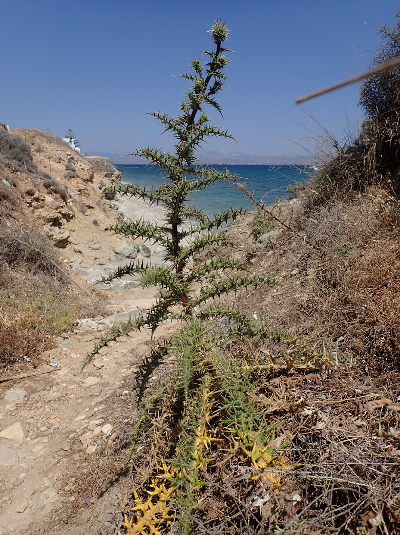 Image of Echinops spinosissimus specimen.