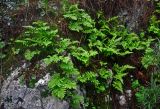 Polypodium cambricum