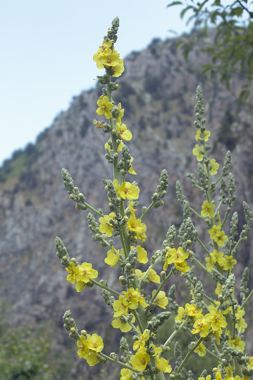 Изображение особи Verbascum songaricum.