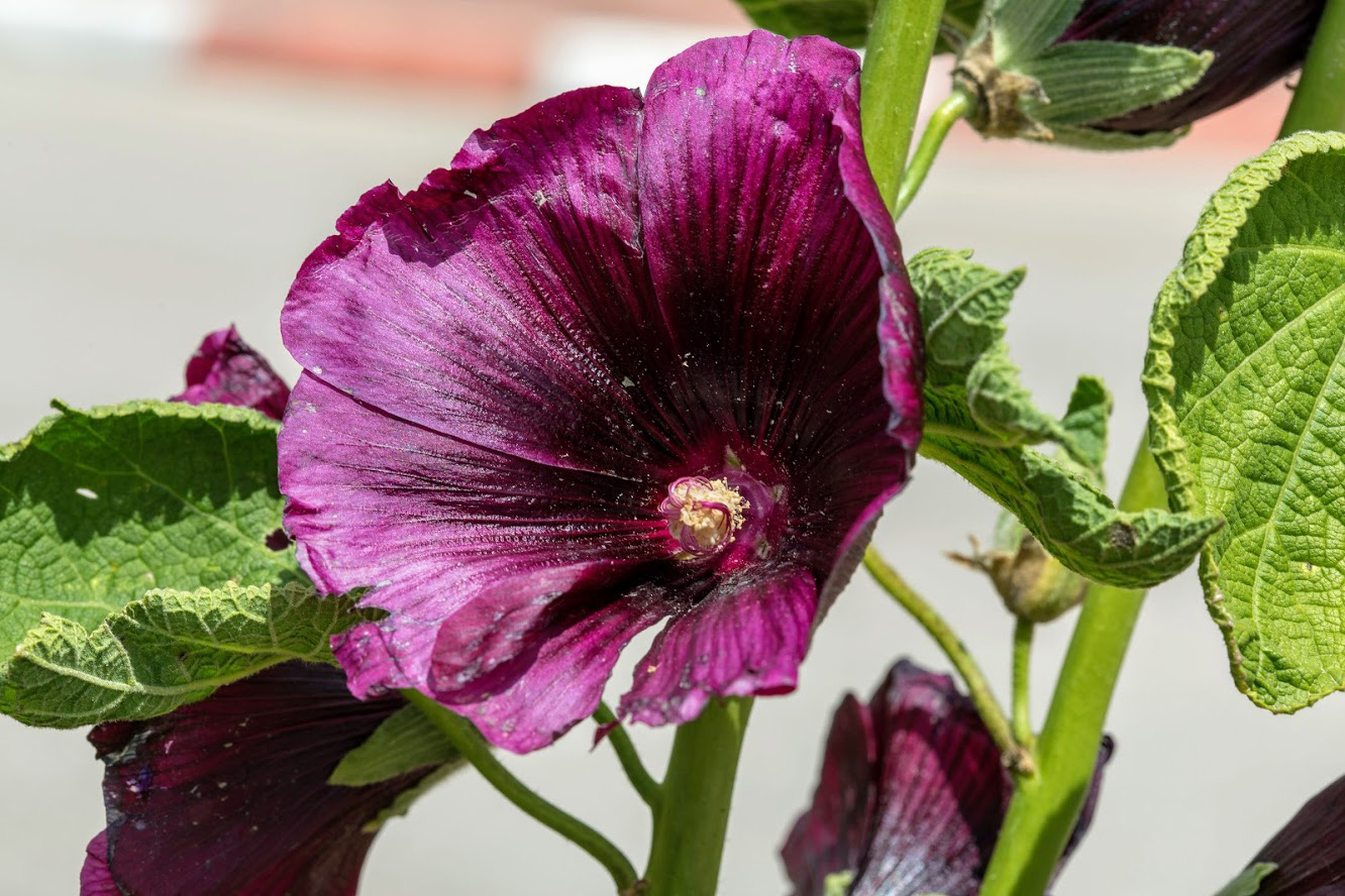 Изображение особи Alcea rosea.