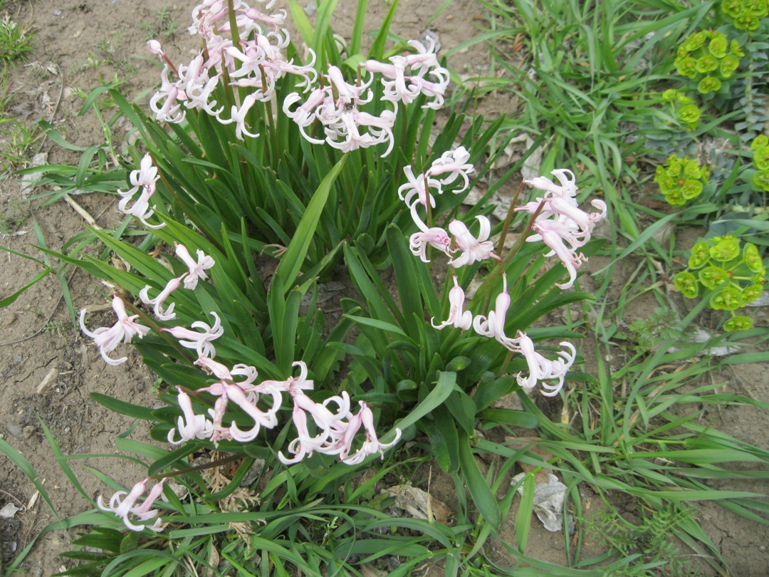 Image of Hyacinthus orientalis specimen.