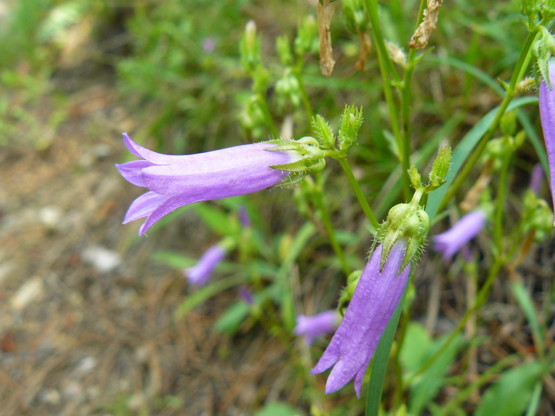 Изображение особи Campanula taurica.