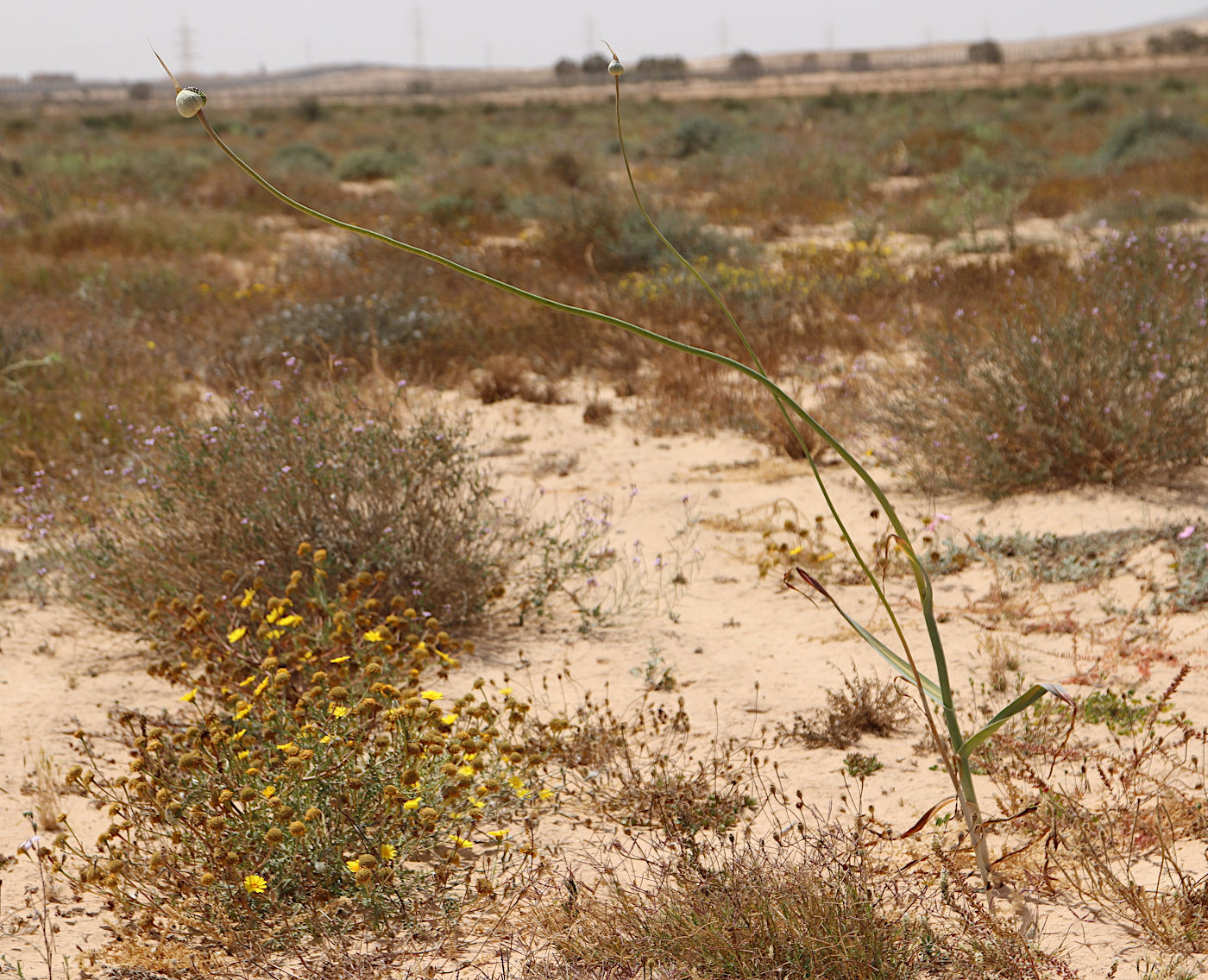 Image of Allium ampeloprasum specimen.