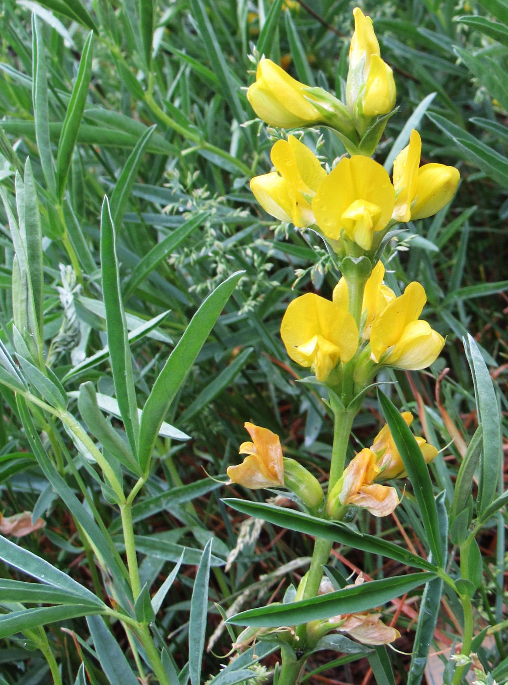 Image of Thermopsis mongolica specimen.