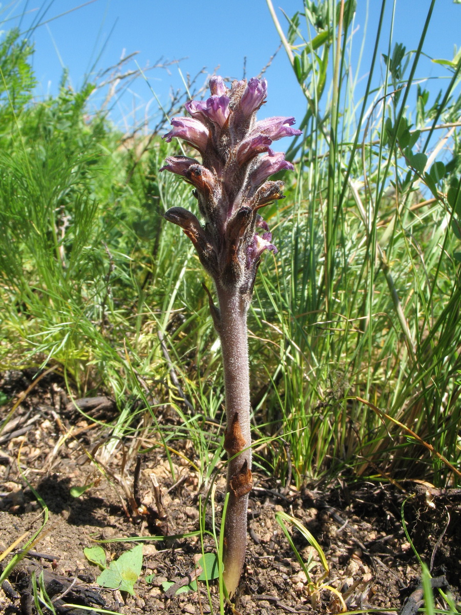 Изображение особи Orobanche coerulescens.