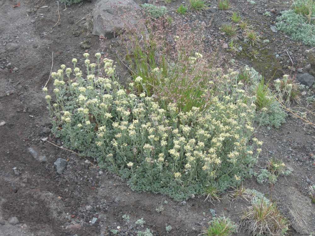 Изображение особи Artemisia glomerata.