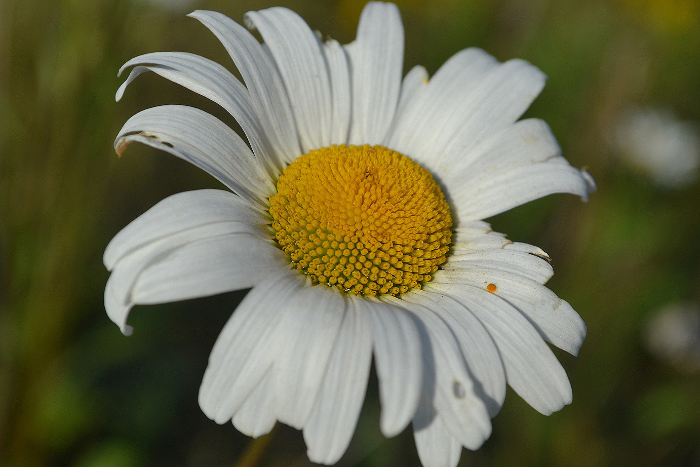 Image of Leucanthemum ircutianum specimen.